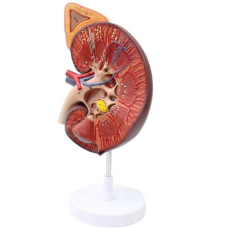 Kidney with Adrenal Gland, 3X Life Size